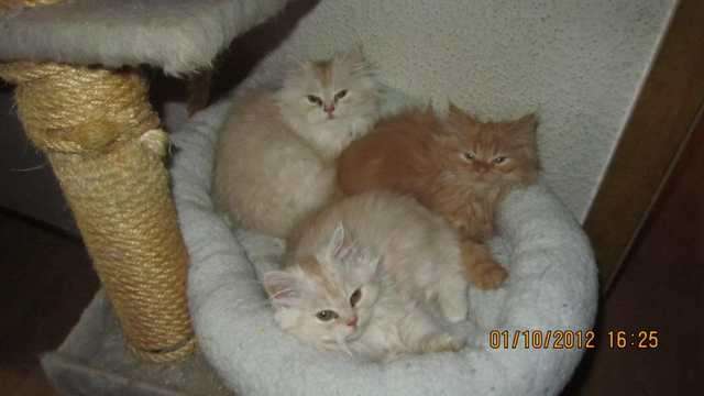 Perserbabys